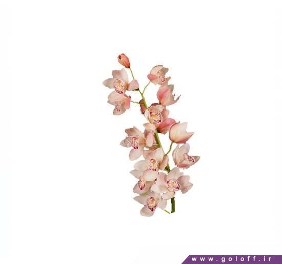 خرید شاخه گل ارکیده سیمبیدیوم سامر مجیک - Cymbidium Orchid | گل آف